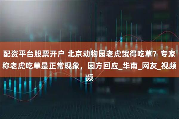 配资平台股票开户 北京动物园老虎饿得吃草？专家称老虎吃草是正常现象，园方回应_华南_网友_视频